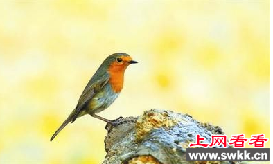 北京天坛数百人围观拍摄知更鸟