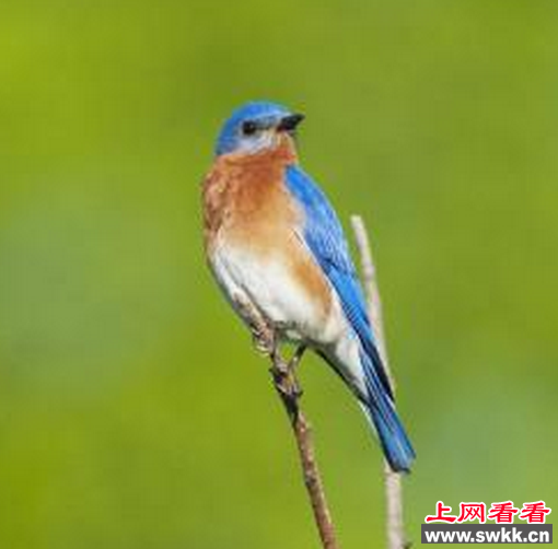 知更鸟与护林员亲密无间