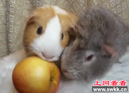 两只天竺鼠争抢食物 