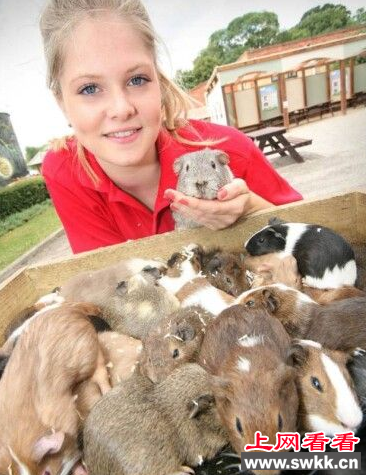英国公天竺鼠闯入母鼠围栏 致百只母鼠怀孕