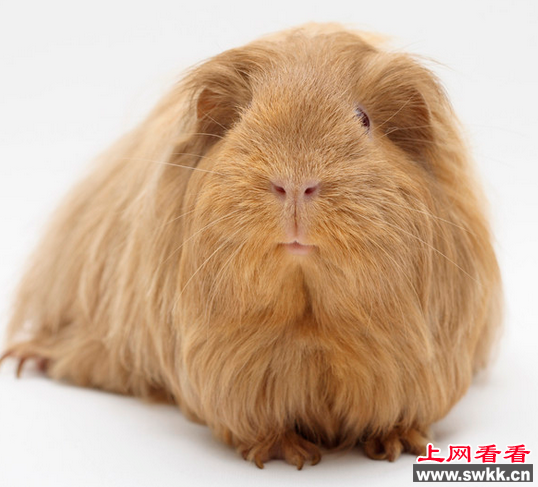 天竺鼠
