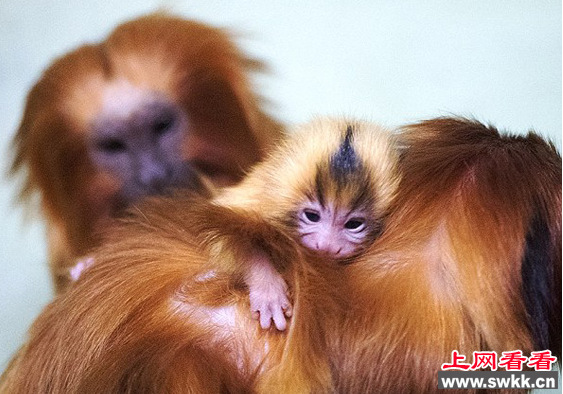 澳洲小狨猴紧抱妈妈不松手 