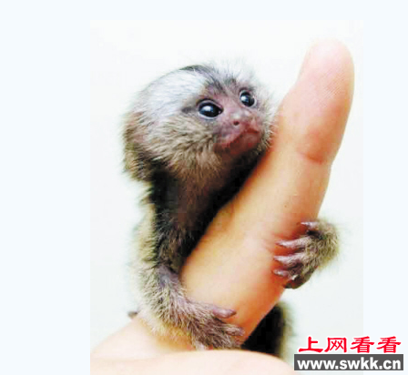 狨猴