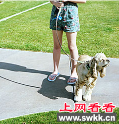 女子遛狗不料黄金猎犬被人刺伤