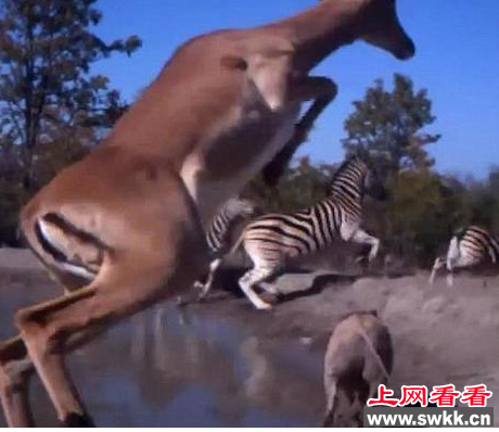 黑斑羚跳起两米高 吓退斑马和疣猪