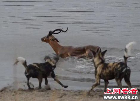 黑斑羚躲过野狗的追击 却难逃鳄鱼的大口