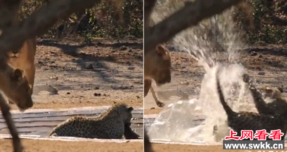 豹子捕杀黑斑羚 不料却被狮子夺了食