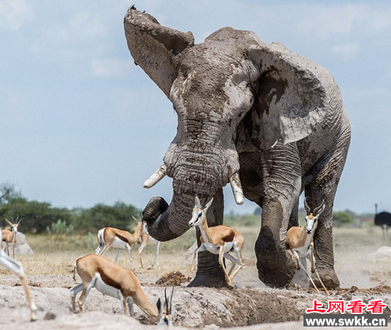 黑斑羚喝水挡路 大象一甩鼻子将其驱赶