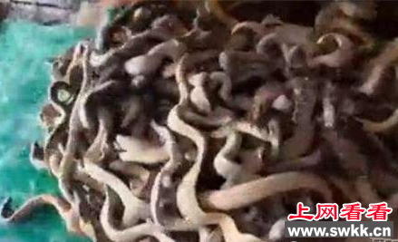 上万条海蛇爬上船 渔民被吓得跳海
