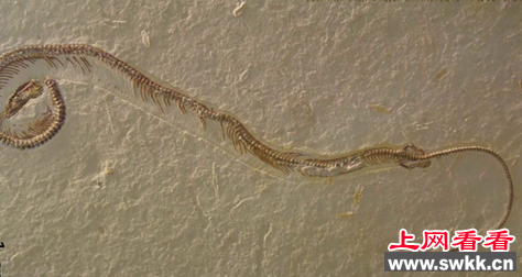 海蛇是如何进化成蛇的？