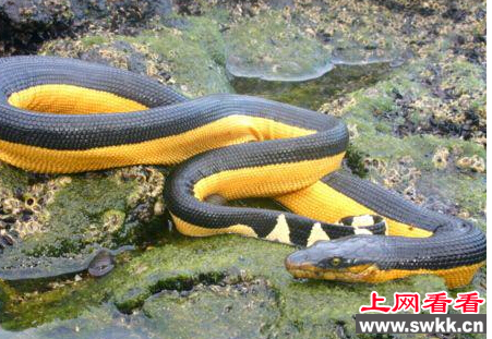 世界最毒海蛇现身美国海岸