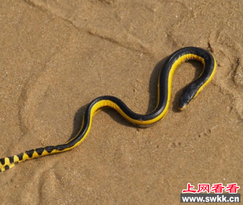 长吻海蛇惊险美国南加州海滩