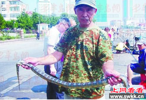 市民捞螃蟹意外捞上一条1.2米长海蛇