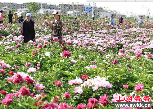 新疆首次引入芍药 开启致富之路