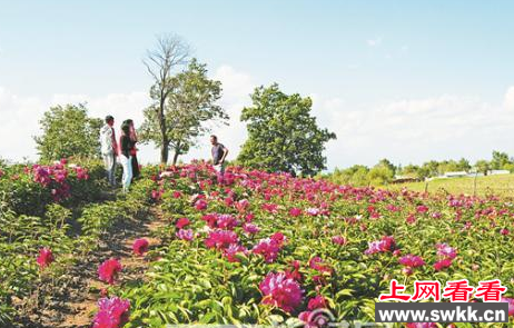 芍药园10万株芍药为农户带来百万收入