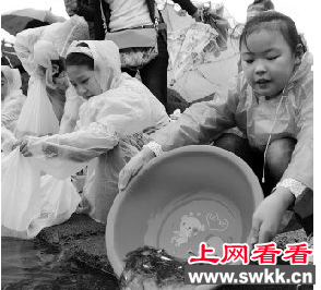 30万尾月光鱼被放流鄞江澄浪潭