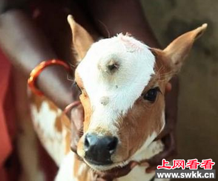 印度惊现三眼小牛 被村民尊为湿婆神
