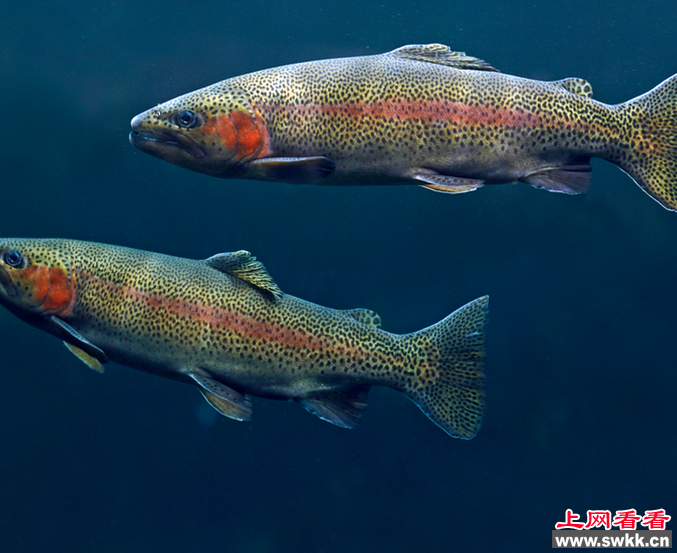 虹鳟鱼