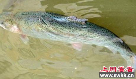 虹鳟鱼