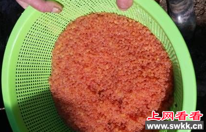 引进虹鳟鱼受精卵发眼率提高30%