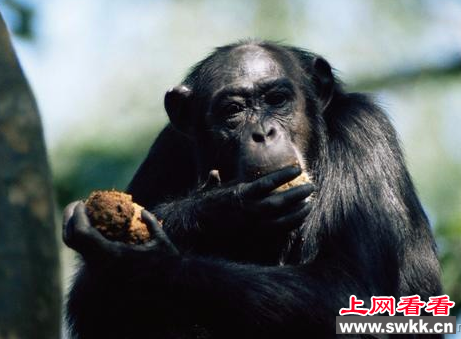 红疣猴几近灭绝 原因竟是遭猩猩捕杀