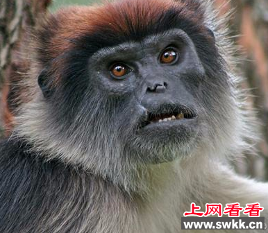 红疣猴几近灭绝 原因竟是遭猩猩捕杀