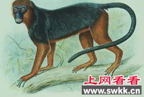 西非华氏红疣猴竟然并未灭绝