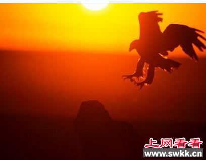 哈斯特鹰：竟是捕食人类的食人鹰