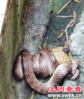 路边惊现赤练蛇 口中还含着青蛙