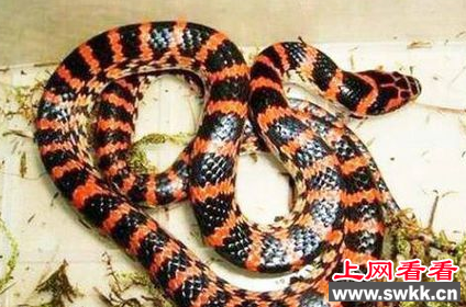 赤练蛇
