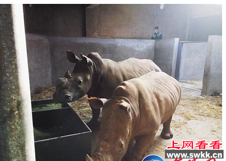 白犀牛
