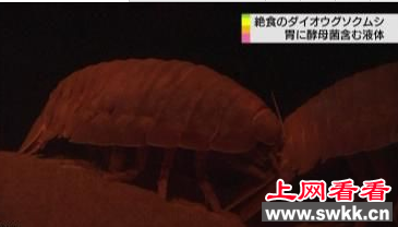 日本大王具足虫绝食五年不死