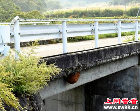 日本马拉松参赛选手被虎头蜂蛰伤