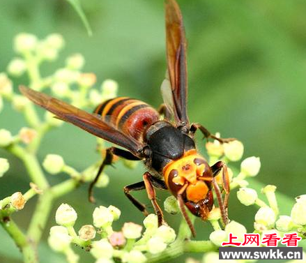 虎头蜂