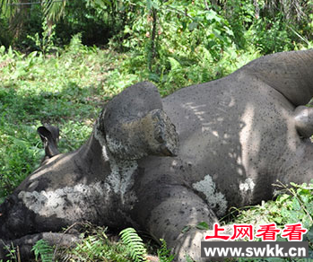 泰国大象被虎头蜂蛰死事件频发