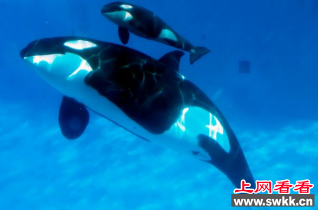 虎鲸母子被困冰中 有关人员前往解救