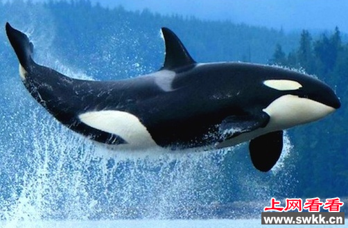 虎鲸