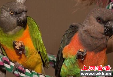红腹金刚鹦鹉