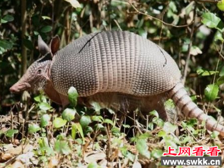 犰狳