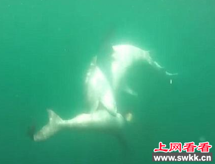 巨型虎鲨与双髻鲨海里展开殊死对决