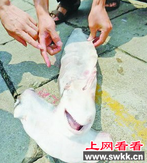 厦门海关截获近五吨被开膛剖腹的双髻鲨