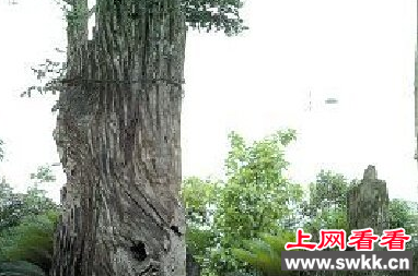 2014重庆ufo事件