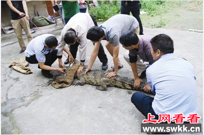 街上跑出两米长鳄鱼 竟是非洲尼罗鳄