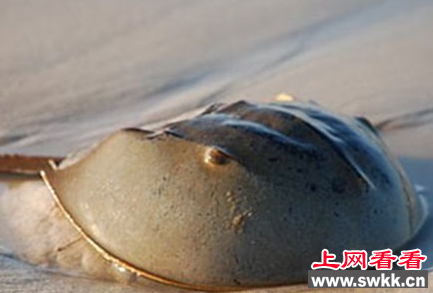 马蹄蟹