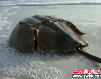 马蹄蟹
