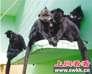 黑叶猴
