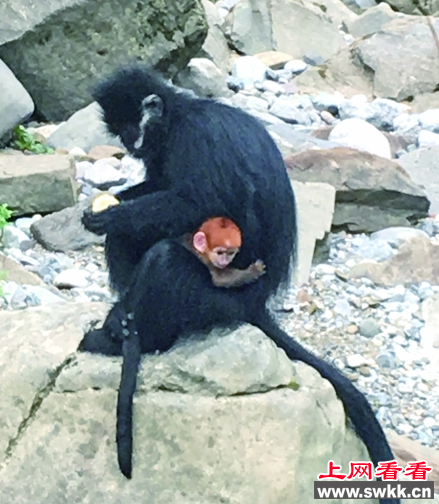 黑叶猴