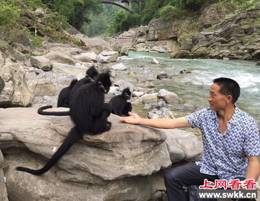 肖志坚：黑叶猴的保护神