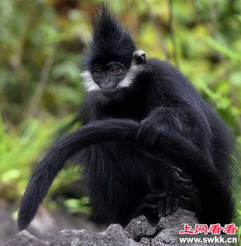黑叶猴