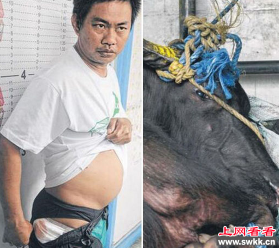 菲律宾水牛逃出屠宰场 沿路撞伤行人